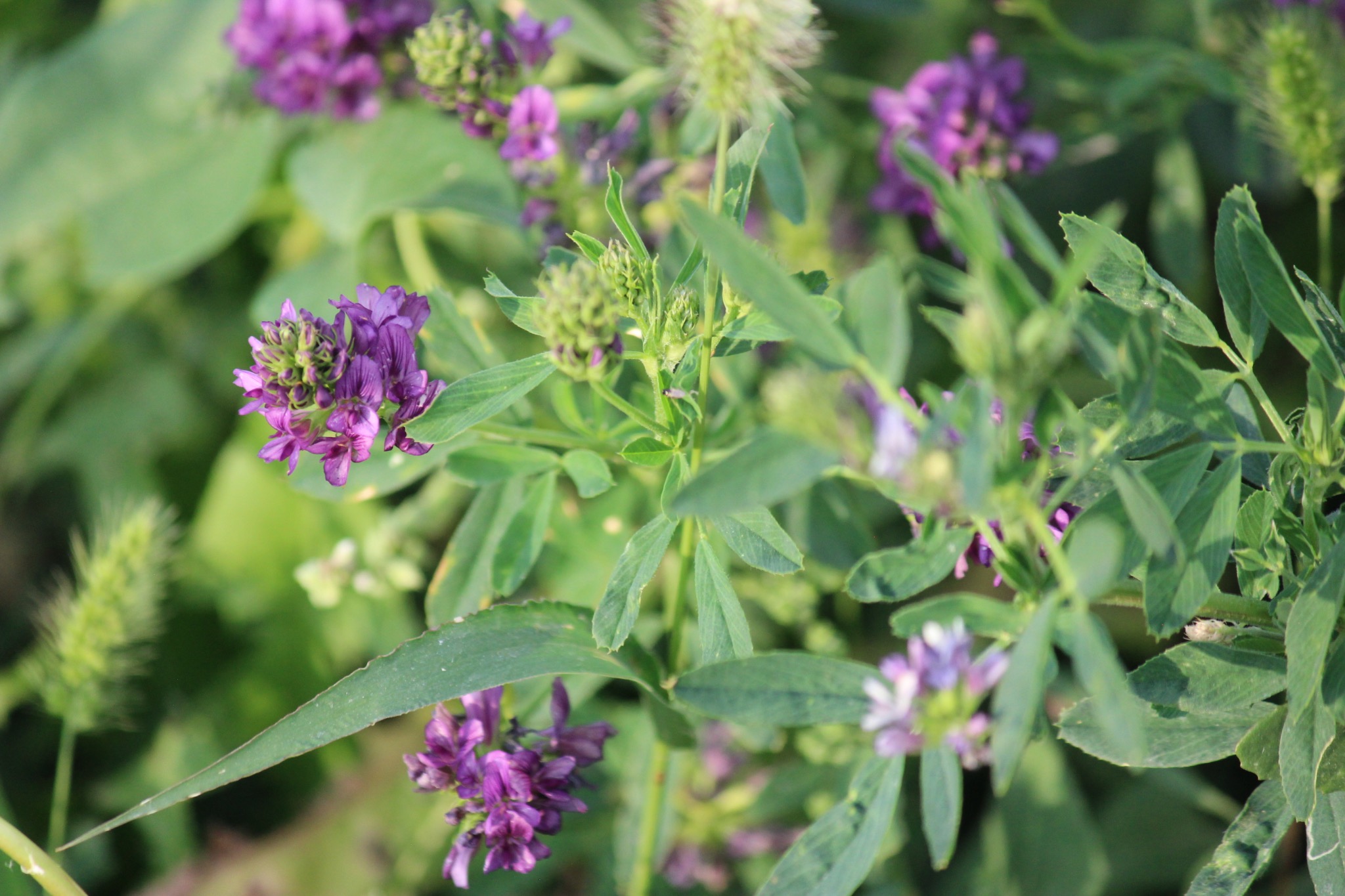 Purple alfalfa blossoms