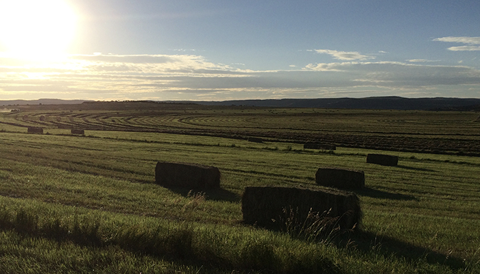 Square hay bales in a sunlit field